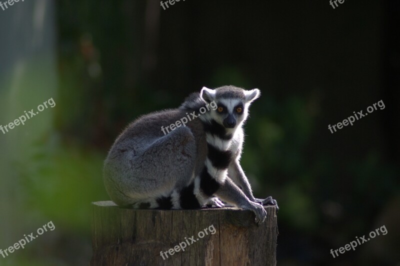 Monkey Ring Tailed Lemur Zoo Animal Nature