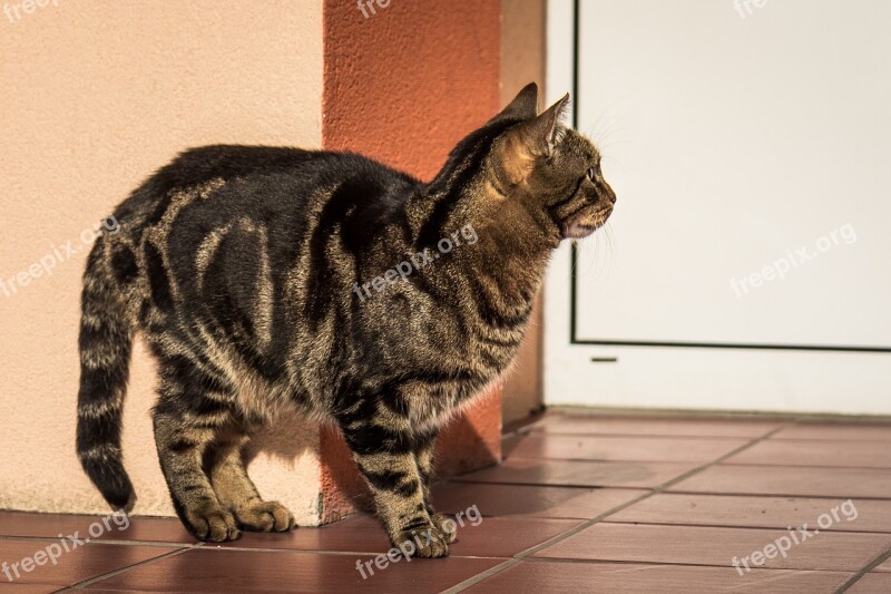 Cat Kitten Tabby Domestic Cat Coat