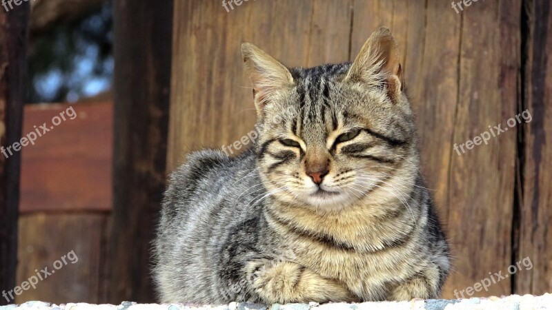 Cat Stray Face Eyes Portrait