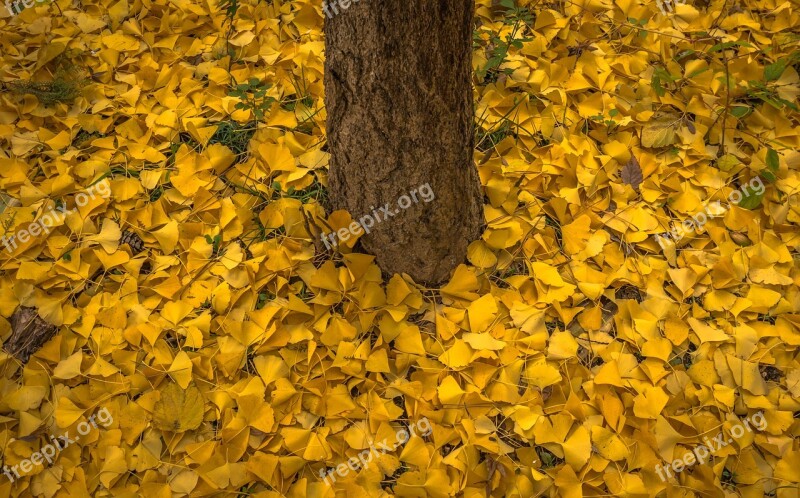 Autumn Leaves Bank Yellow Wood