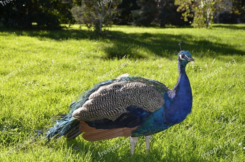 Turkey Animal Peacock Colorful Blue