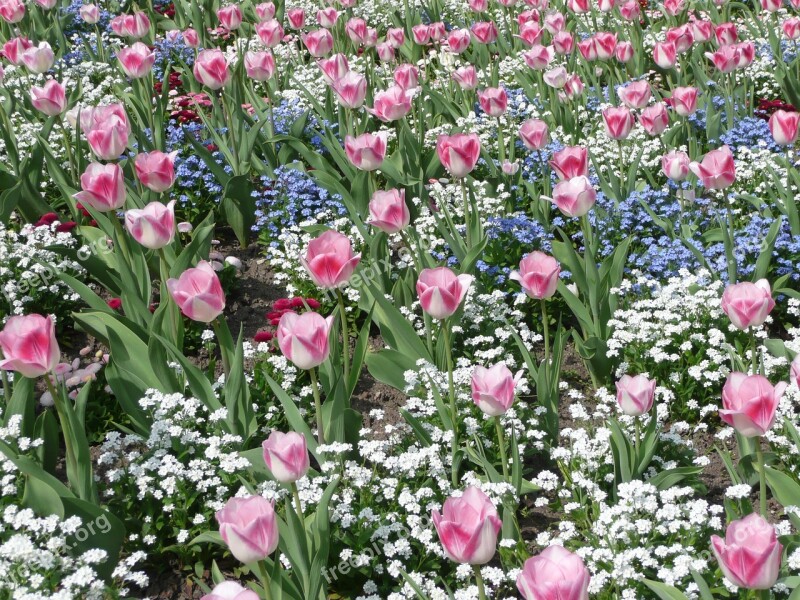 Flowers Frankfurt Palm Garden Hesse Germany