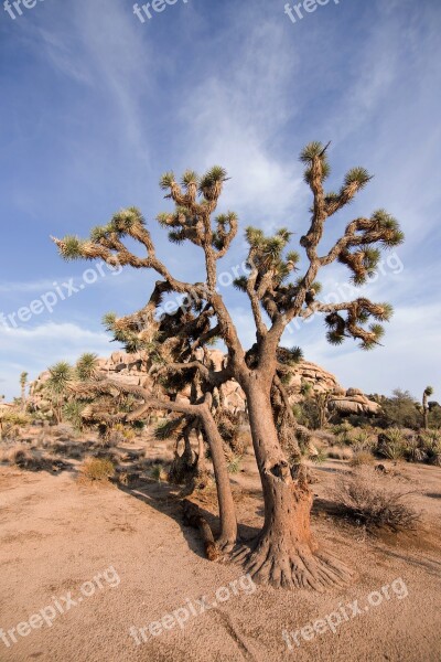 Joshua Tree National Park Desert Nature Summer