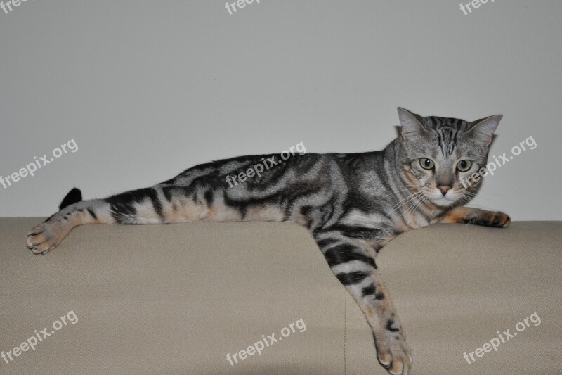 Cat Bengal Pet Feline Sofa