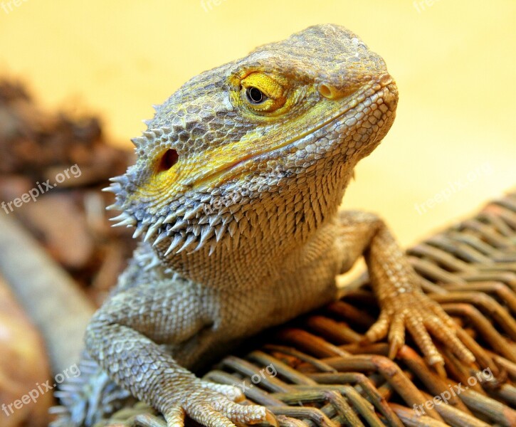 Bearded Dragon Dragon Reptile Lizard Wild