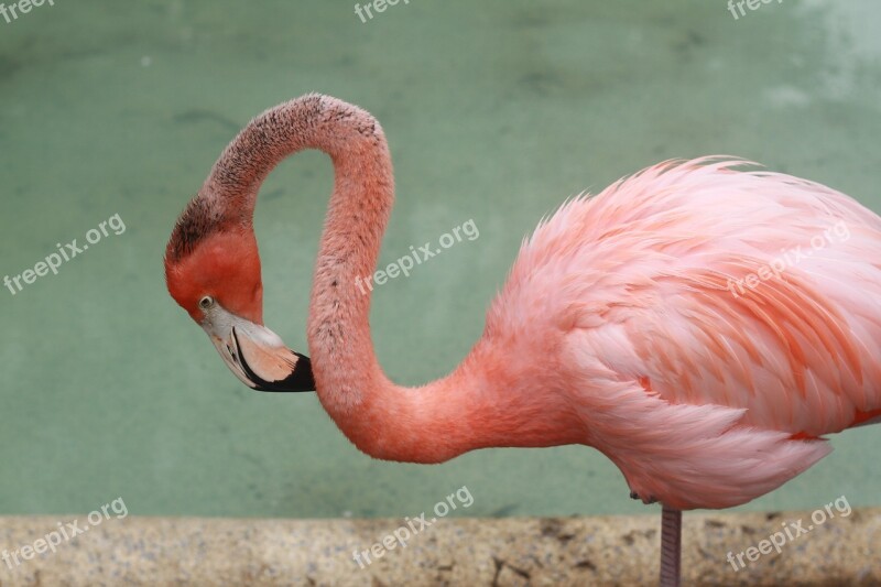 Flamingo Bird Tropical Nature Exotic