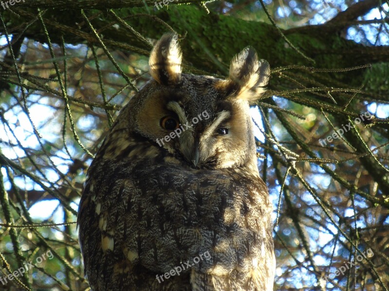 Owl Eagle Owl Bubo Bubo Forest Bird