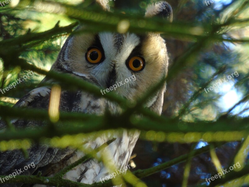 Owl Long Eared Owl Forest Bird Night Active