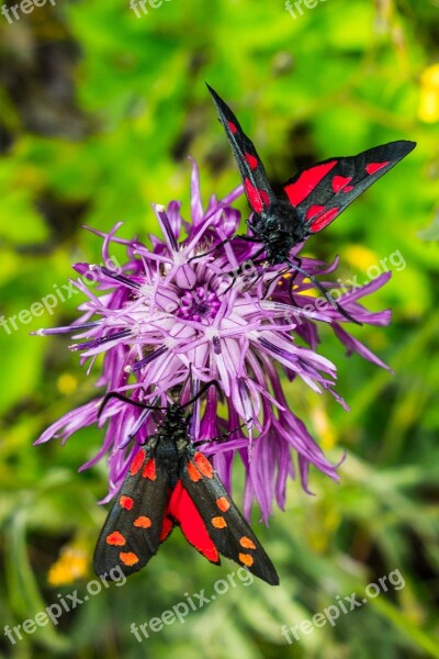 Butterfly Butterflies Moth Insect Summer