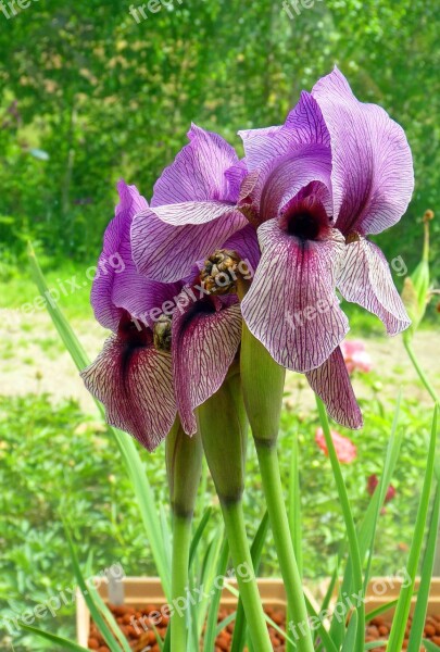 Flower Iris Garden Purple Plant