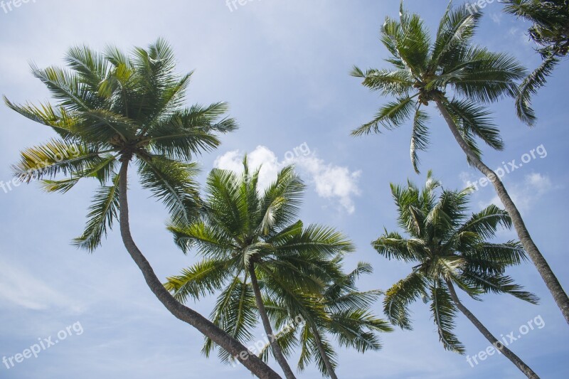 Cocount Tree Background Blue Sky Coconut Tree Kerala