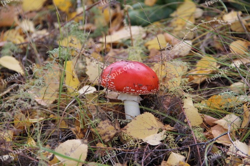 Muhamor Autumn Foliage Mushroom Listopad