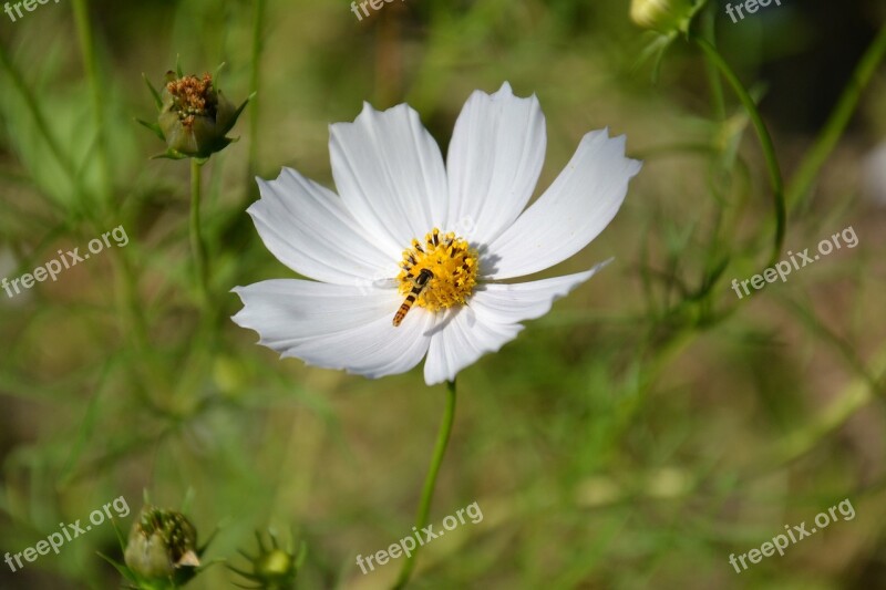 Flower Cosmos Summer Cosmea Petal