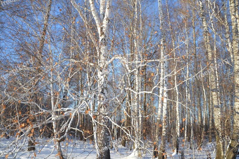 Birch Forest Nature Trees Living Nature