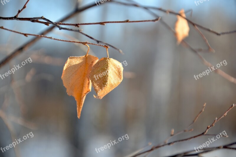 Leaves Yellow Winter Frost Leann