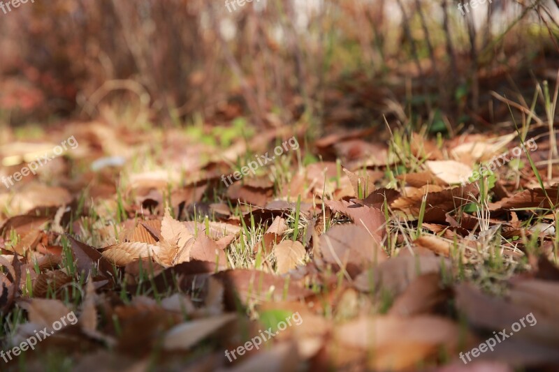 Leaves Autumn Dry Grass Floor