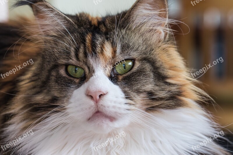 Cat Maine Coon Breed Domestic Cat Cat's Eyes