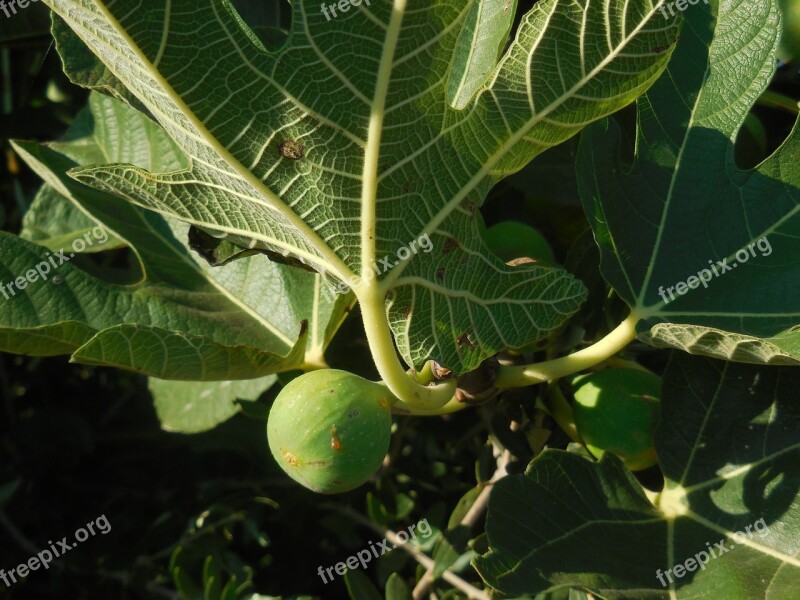 Fruit Fig Cyprus Food Fruits