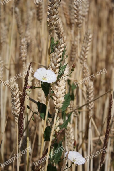 Wood Anemone Ear Field Wheat Creepers