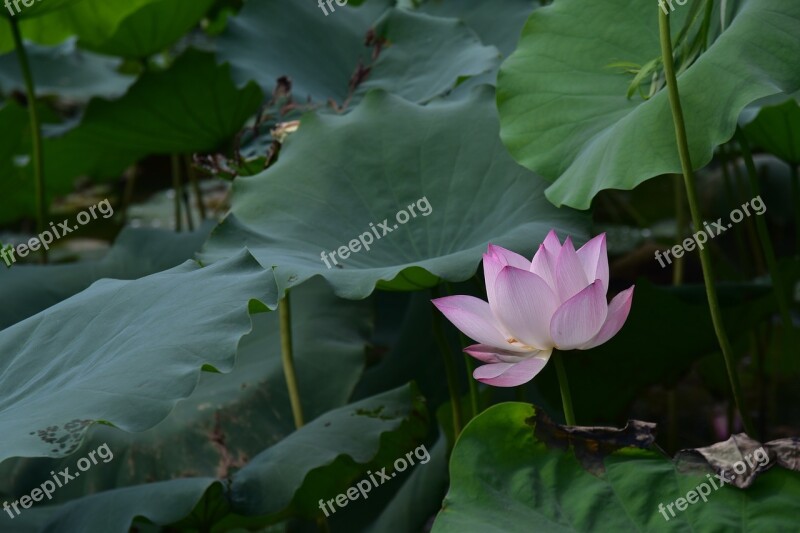 Summer Lotus Xiahe Pond Pad