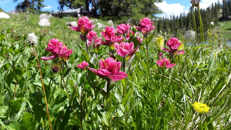 Mountain Flower Red Paintbrush Green Meadow Grass