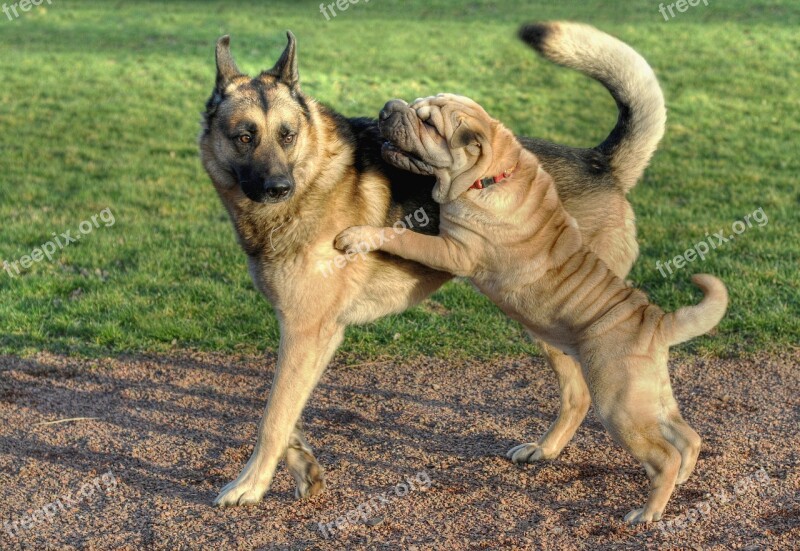 Dog Sharpei German Shepherd Animal Play Free Photos