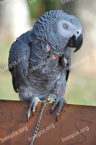 Parrot Grey Gabon Bird Animals