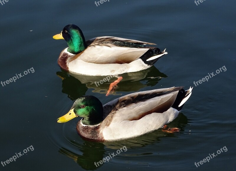 Wild Ducks Water Bird Bird Mallards Lake