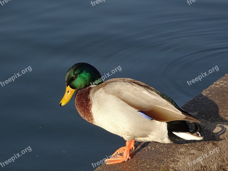 Wild Ducks Duck állatportré Bird Nature