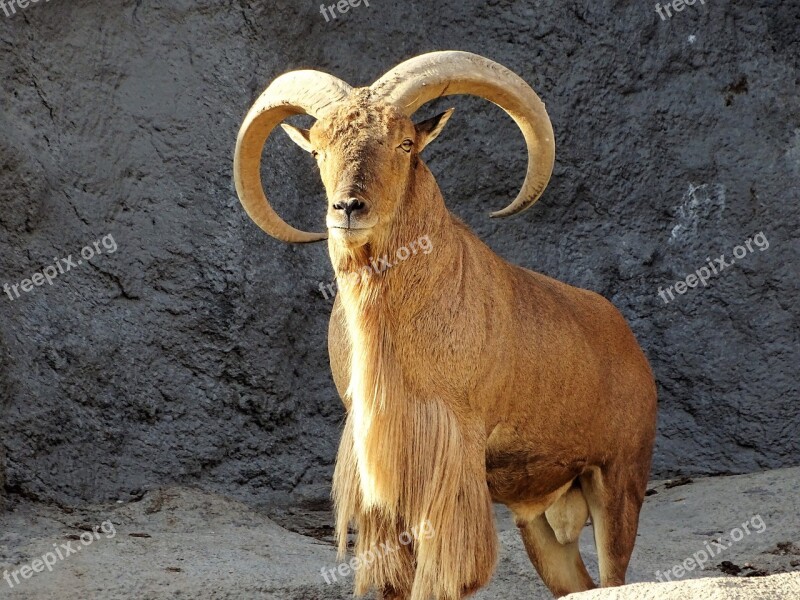 Wild Goat Goat Animal Mammal Horns