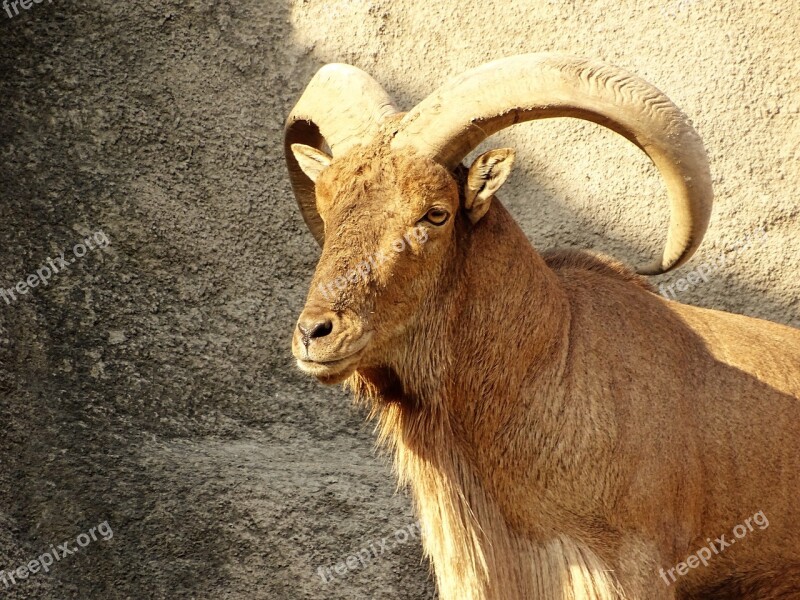 Ibex Beast Cliff Wild Goat Horn