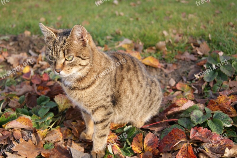 Cat Autumn Grass On The Grass On The Leaves