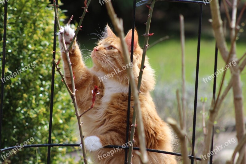 Cat In The Garden Cat Garden Hangover Watched Mieze