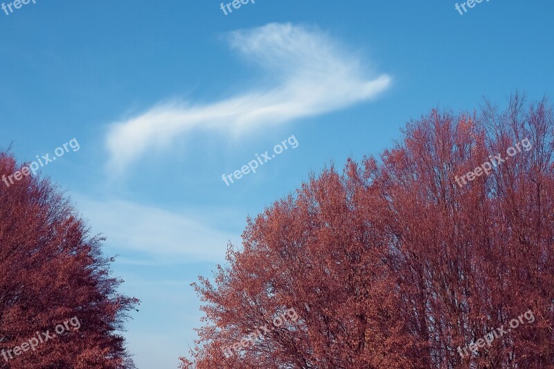 Trees Forest Nature Landscape Autumn