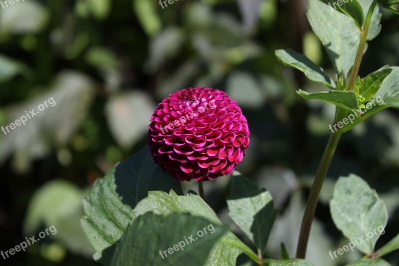 Dalia Flower Purple Leaf Plants