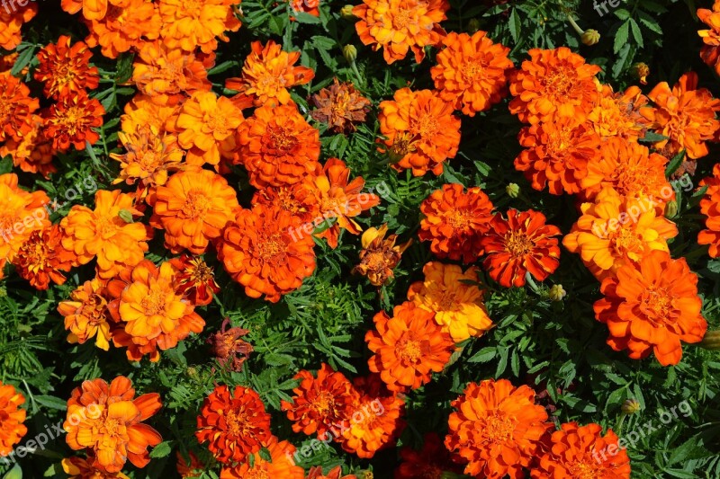 Marigold Irange Flowerbed Flowers Garden