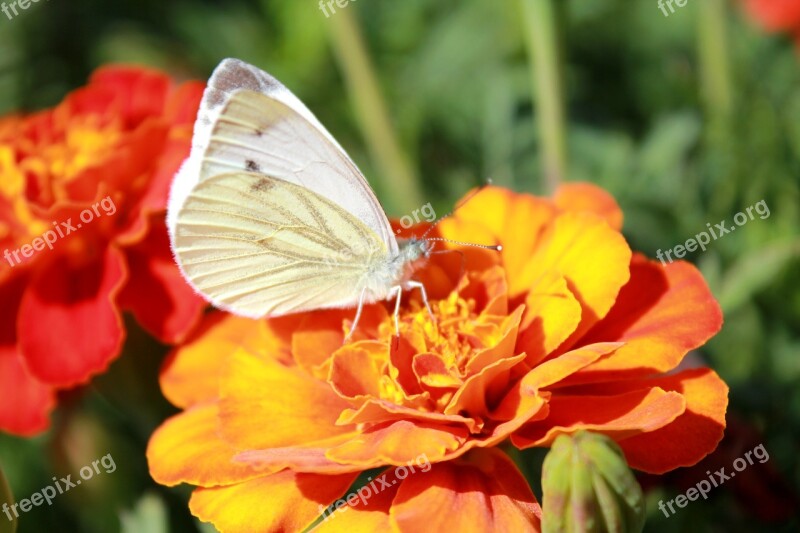 Cabbage Butterfly Butterfly Butterfly On A Flower Flower Beautiful Butterfly