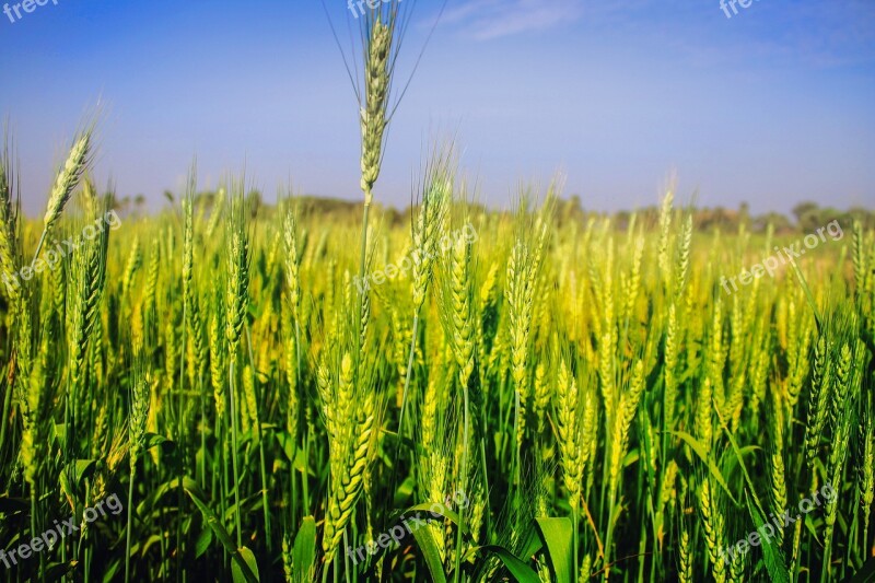 Wheat Field Agriculture Harvest Paddy