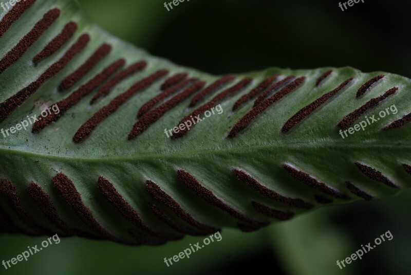 Plant Fern Macro Spore Asexual Reproduction