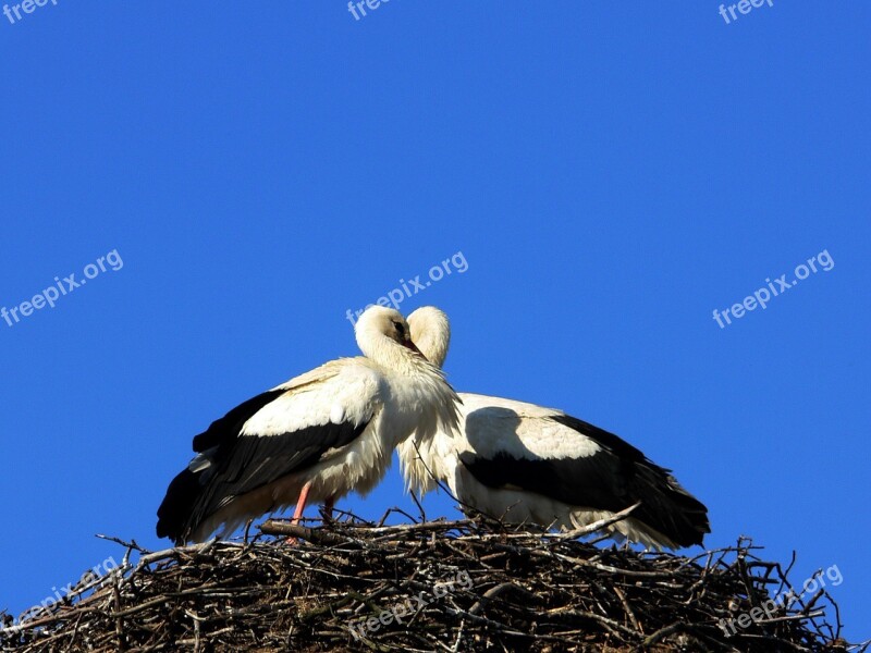 Storks Spring Heart In Love Baby