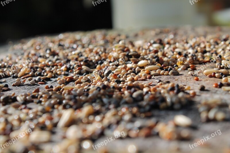 Seed Trunk Plant Bird Food Field