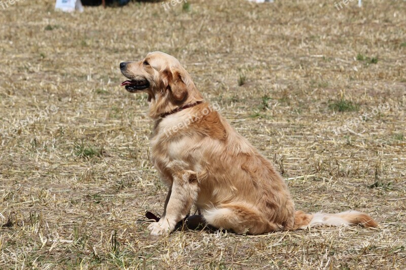 Golden Retriever Animal Dog Meeting Fever