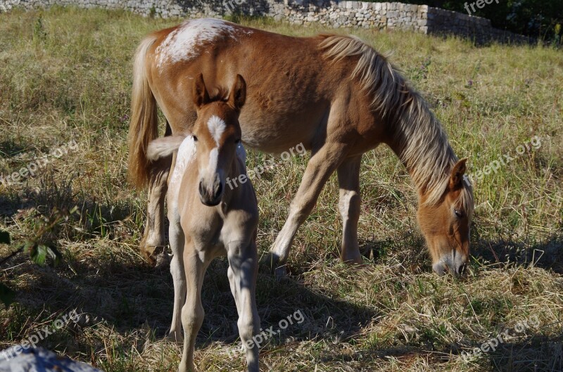 Horses Animals Equine Horse Nature