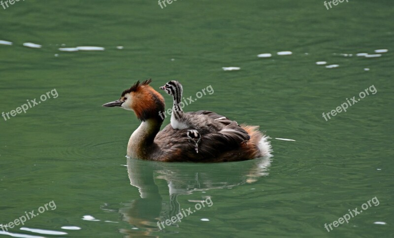 Grebe Water Adda River Free Photos