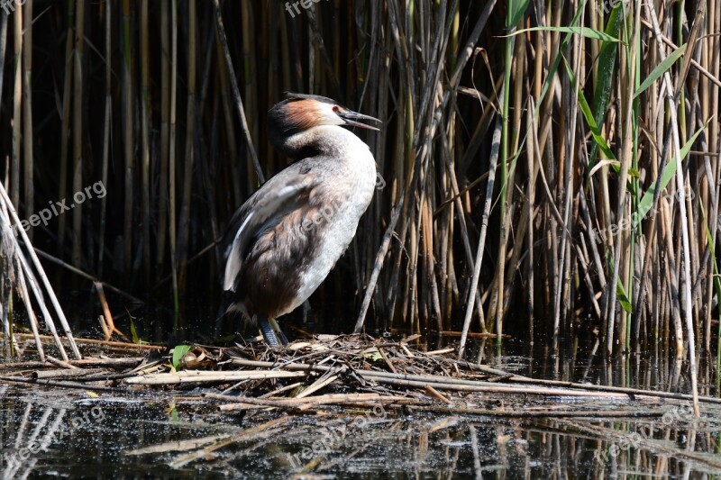 Grebe Water River Lake Adda