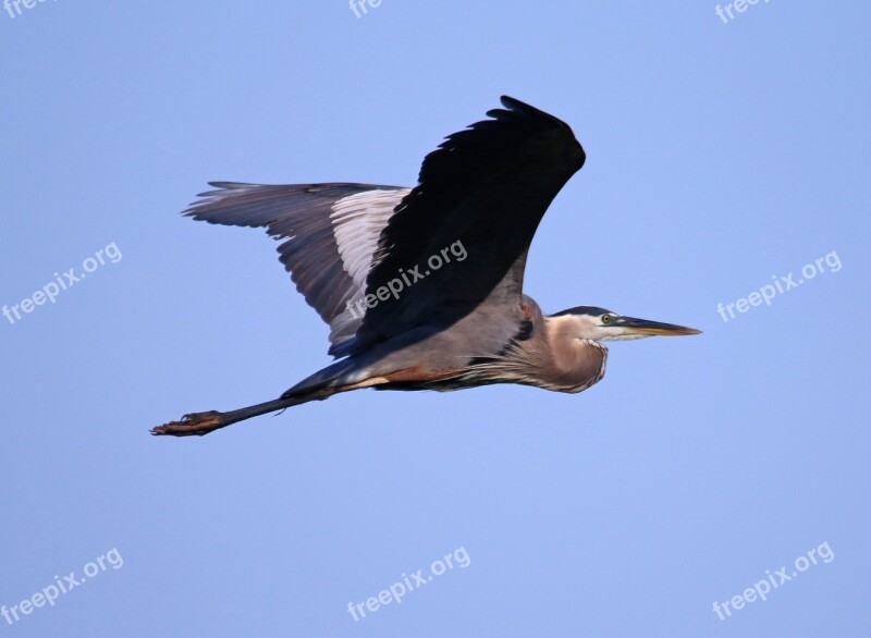 Great Blue Heron Heron Blue Bird Great