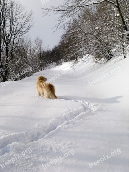 Snow Forest Wolf White Dog