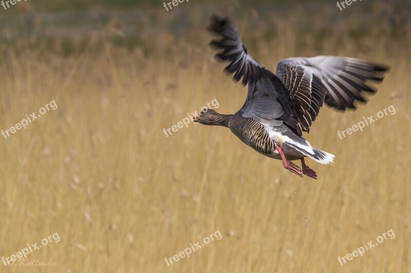 Greylag Bird Fly Goose Wings