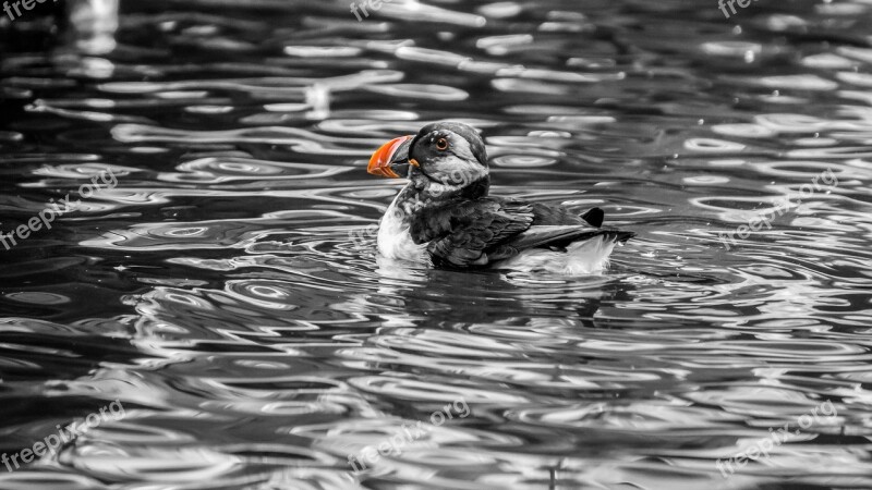 Puffin Atlantic Animal World Wild Cute