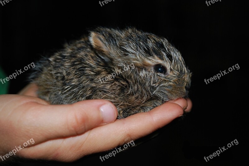 Baby Bunny Cute Animal Sweet